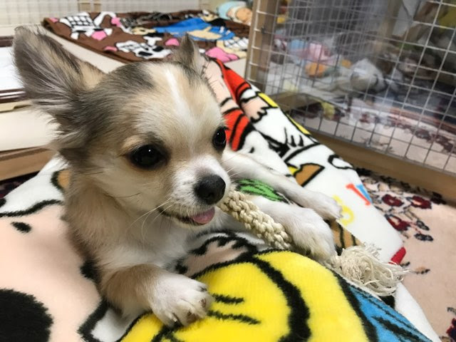 食糞はこうやって克服した その全貌とは よっちことサン太