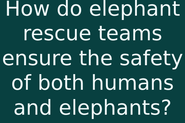 How do elephant rescue teams ensure the safety of both humans and elephants?