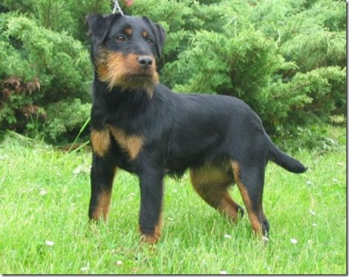 terrier cazador aleman