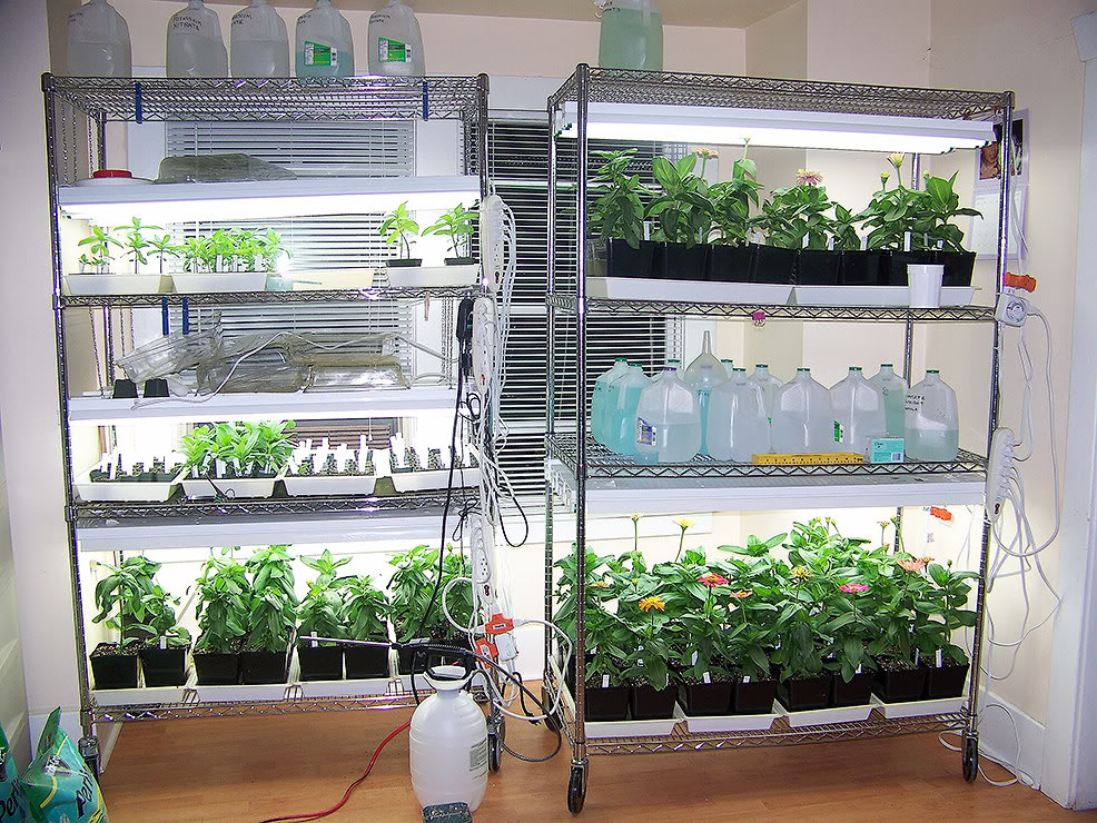 Grow Your Own: Indoor Gardening with Wire Shelving - The Shelving 