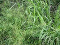 List Ten Common Weed And Their Botanical Name