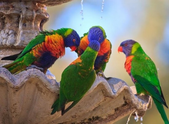 Beautiful Birds HD Wallpapers Free Download
