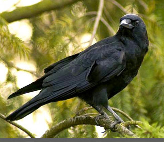 burung gagak hitam pertanda apa