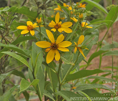 Chilca amarilla (Flourensia thurifera)