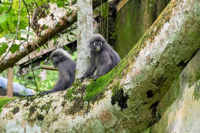 Two dusky leaf monkey at Penang Hill