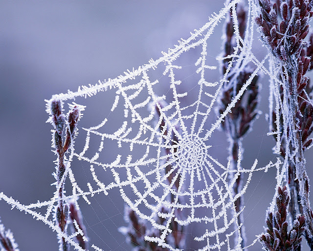 Spinnennetz im Winter - schöne Naturbilder Winter