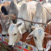 गौ-तस्करी गिरोह के 20 सदस्य गिरफ्तार