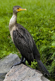 cormoran orejudo Phalacrocorax auritus