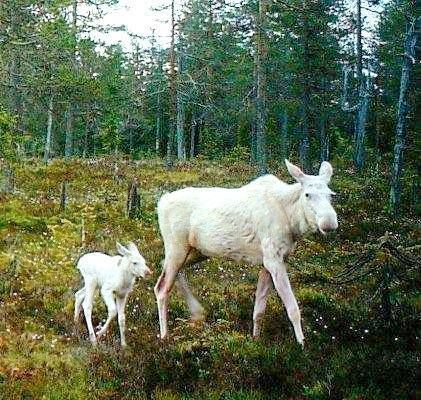 Moose | A-Z List of 125 Rare Albino Animals [Pics]