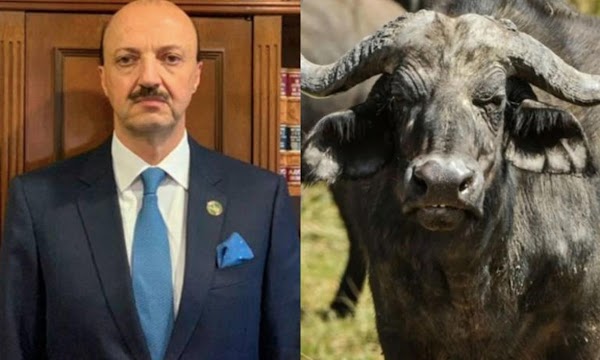 Cazador mexicano muere, por un búfalo que pesaba más de mil kilos, se teme lo peor