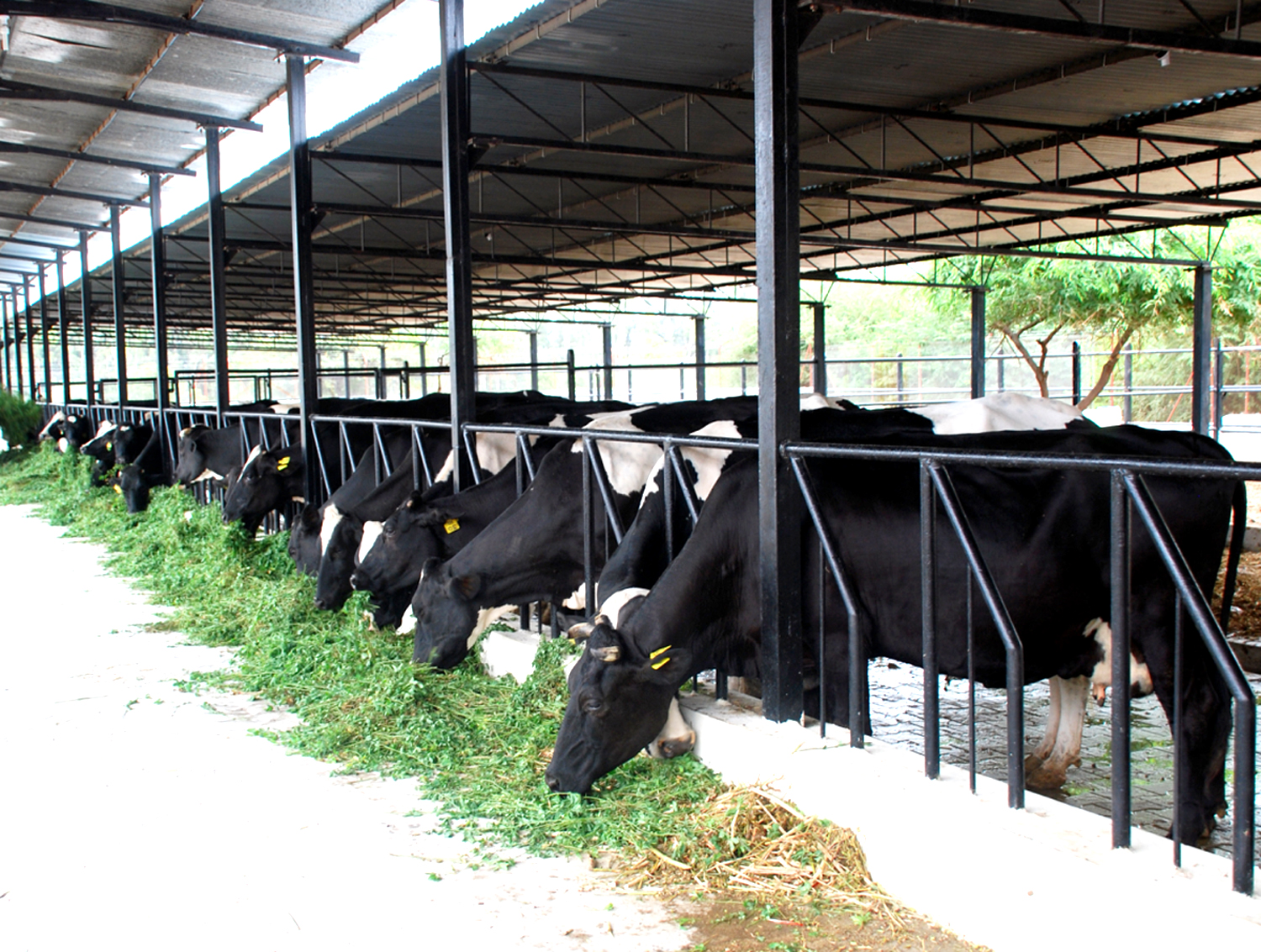 Home � Unlabelled � Dairy Farming in India