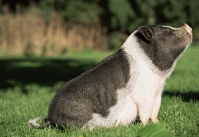 vietnamese pot bellied pig