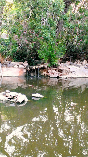 Duckpond - Bonnie Springs - Image: M Burgess - all rights reserved