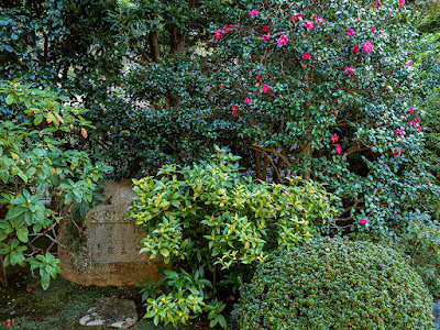 Senryo (Sarcandra glabra) fruits and Tsubaki (camellia) flowers: Kaizo-ji