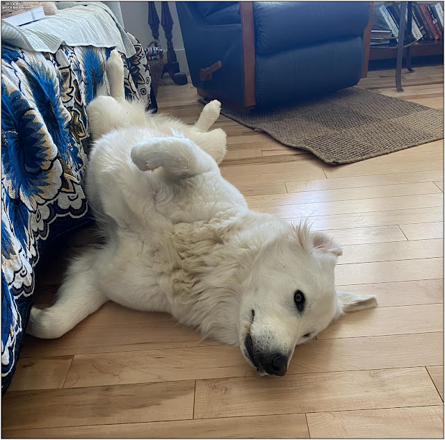 maremma sheepdog