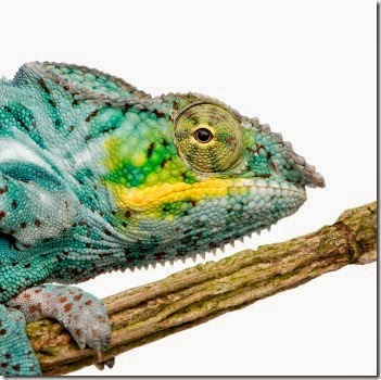 Chameleon Furcifer Pardalis - Nosy Faly (18 months)