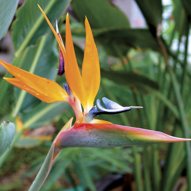 Bird Of Paradise Bulbs