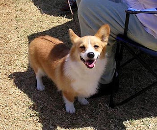 Jeannie Corgi