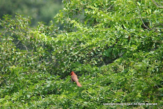 Northern Cardinal