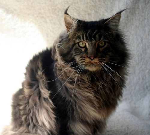 mainecoon history