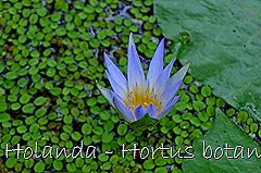 Glória Ishizaka - Hortus Botanicus Leiden - 76