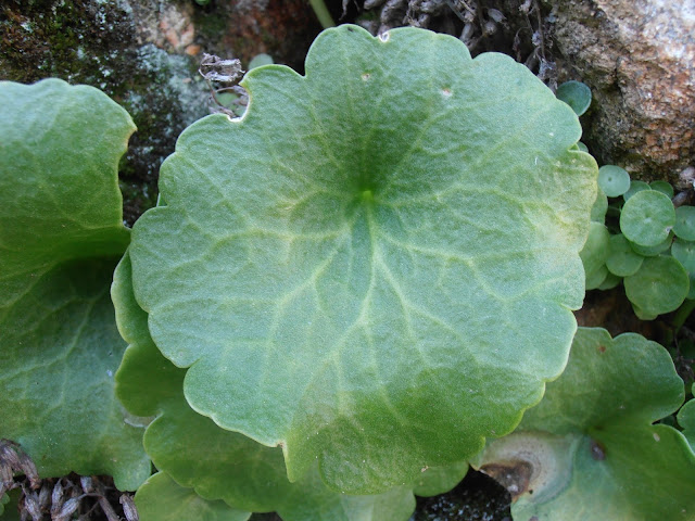 Fotos, vídeo y descripción del OMBLIGO DE VENUS: Umbilicus rupestris