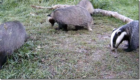 Badger cam