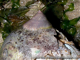 Cup-and-Saucer Limpet (Calyptraea extinctorium)