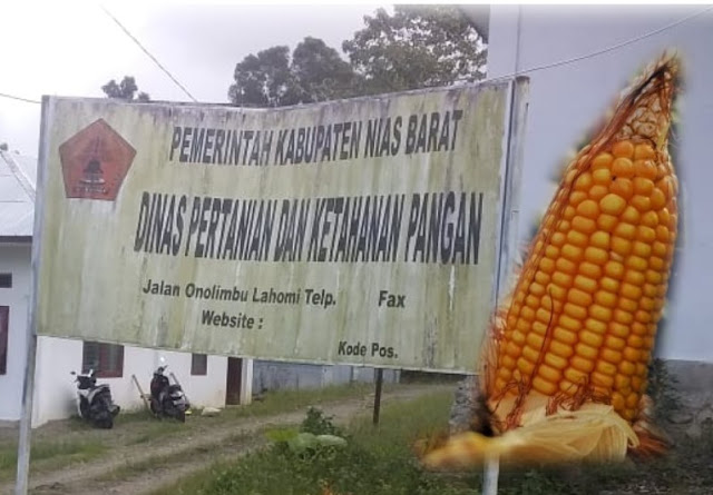 VIRAL, Benih Jagung Menumpuk di Nias Barat, Ini Penjelasnya