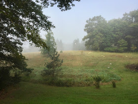 foggy August morning