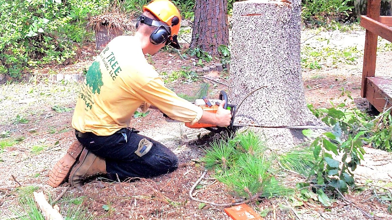 Mr Tree Service