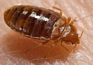 Treatment of bedbugs infection
