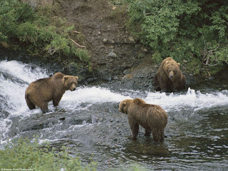 Bear hunting fish on the river Images