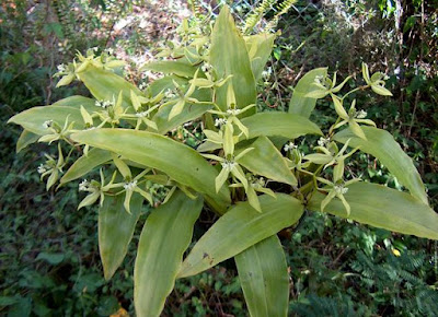 Coelogyne parishii - Parrish's Coelogyne care