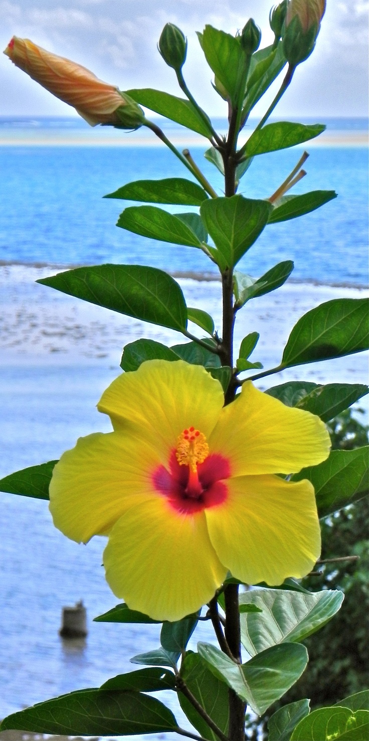 Yellow hibiscus flower