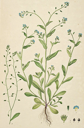 Georg Christian Oeder, Flora Danica, Kopenhagen, 1761-1883 Myosotis Nontiscordardimé ForgetMeNot