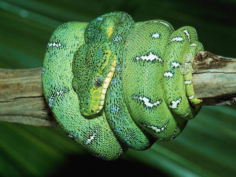 Foto foto ular - 1000 Fakta Unik dan Menarik