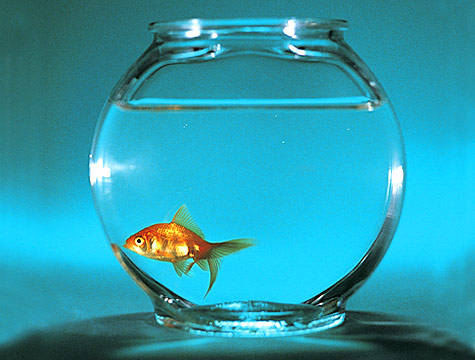 goldfish. The Memory of a Goldfish