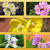Rumput cantik