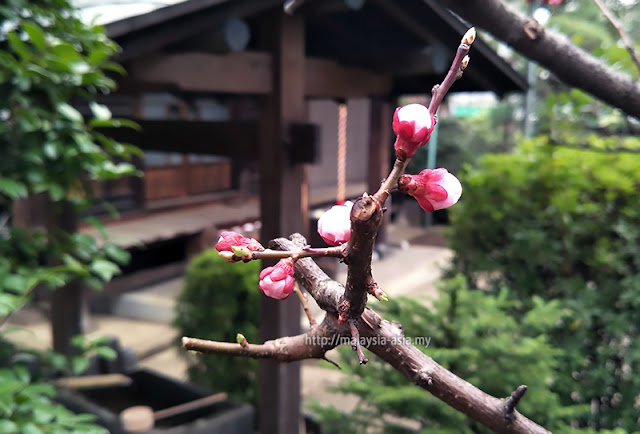 Sakura Cherry Blossom Forecast 2024