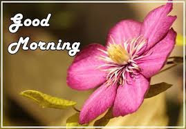 111 Good morning flowers images free download wallpapers with quotes pics