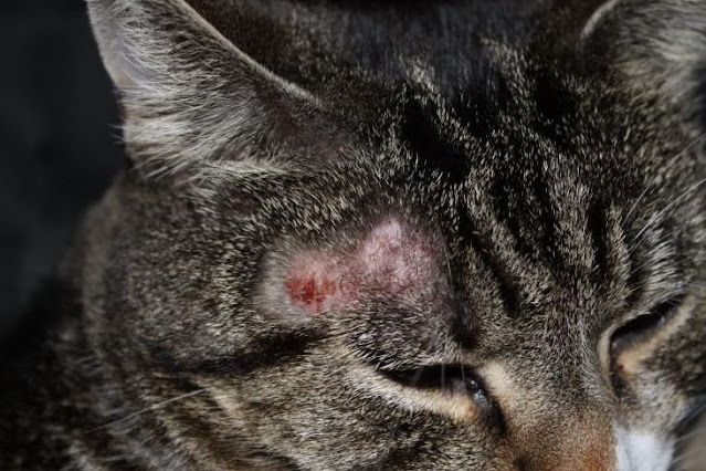Infeksi Jamur Kucing Persia