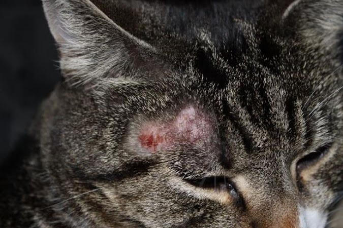 Penyebab Jamur Kucing Persia dan Cara Mengobatinya