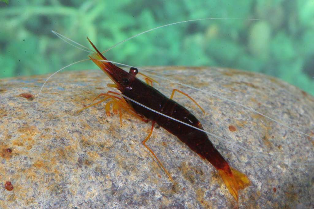 Udang  Kumpulan Gambar