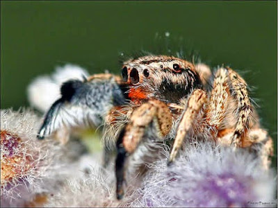 fotografias de arañas