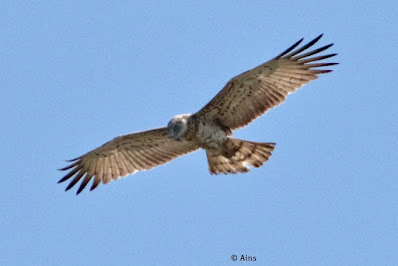 Short-toed Snake-Eagle