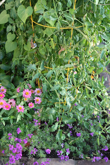 zinnias, tomatoes, verbena, front garden