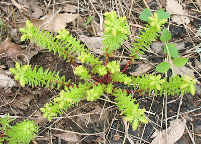 Sedum nuttallii - Yellow stonecrop care and culture