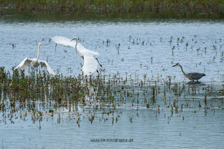 Wildlifefotografie Lippeaue Olaf Kerber Silberreiher Graureiher