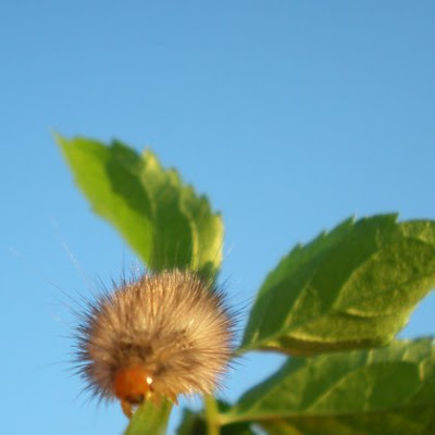 really hairy caterpillar